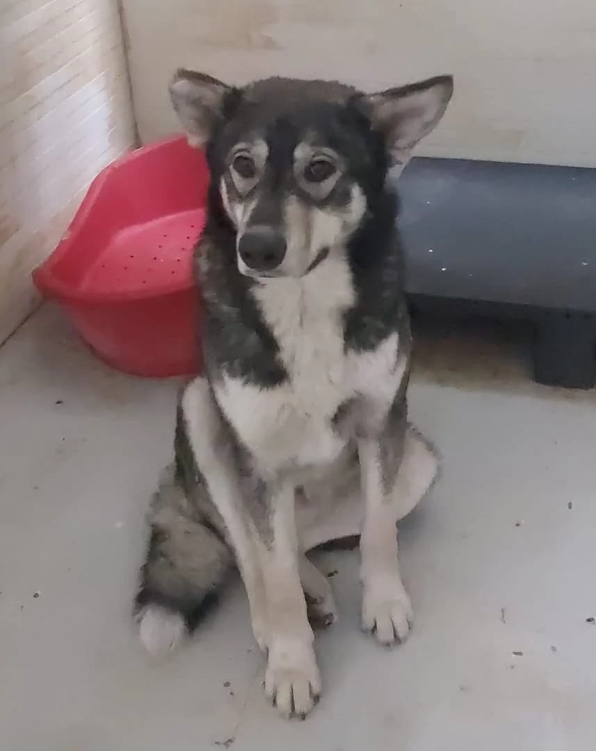 CEAUSESCU, Negru male 5yo Mixed Breed for adoption at ASPA București — Catalog Câini