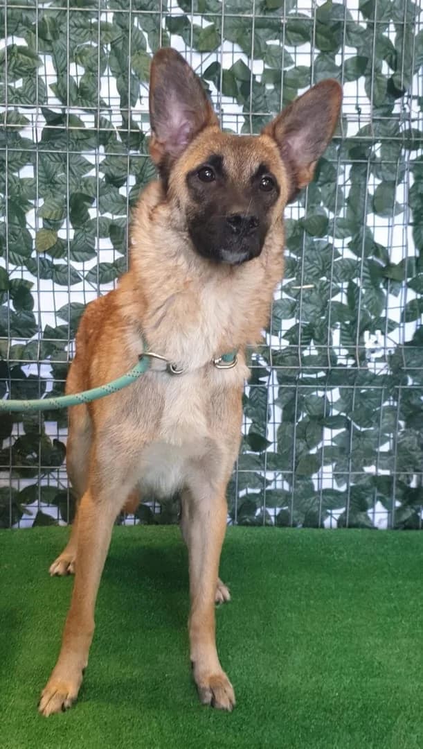 Shirley, Maro female 7yo Mixed Breed for adoption at ASPA București — Catalog Câini