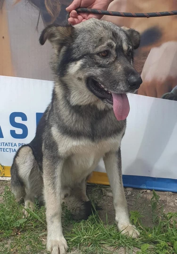 SULTAN, Gri male 6yo Mixed Breed for adoption at ASPA București — Catalog Câini
