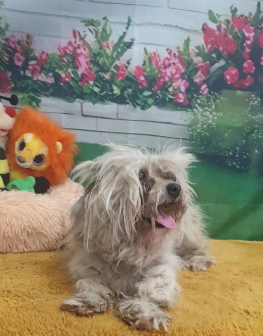 Bonita, Alb female 6yo Mixed Breed for adoption at ASPA București — Catalog Câini