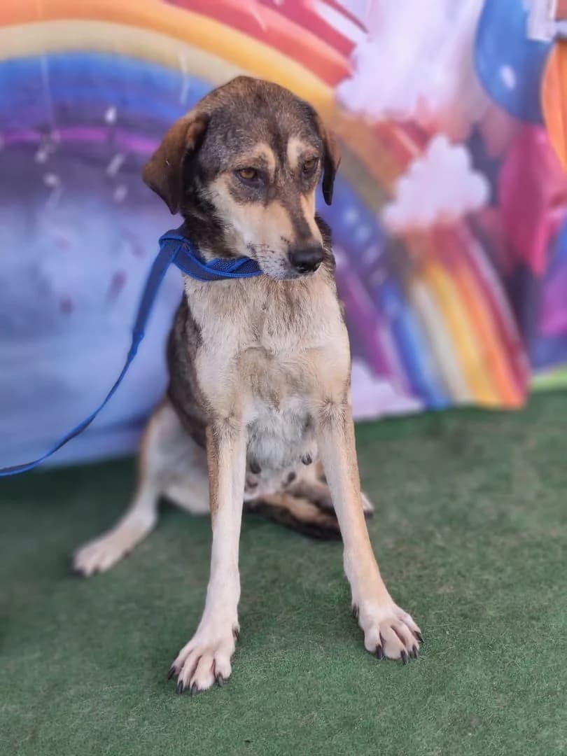 Câine, Gri female 6yo Mixed Breed for adoption at ASPA București — Catalog Câini
