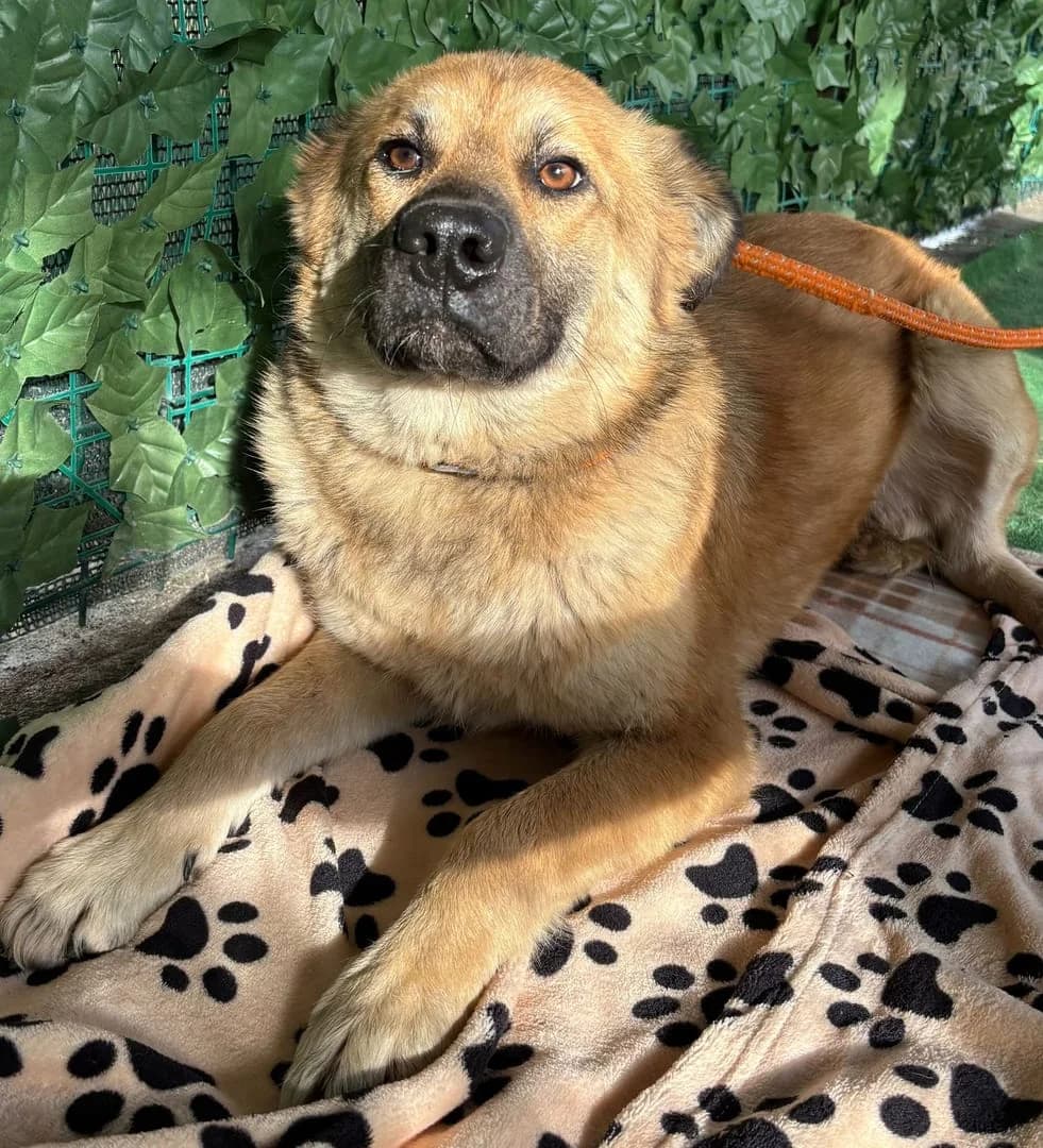 GESA, Maro female 6yo Mixed Breed for adoption at ASPA București — Catalog Câini