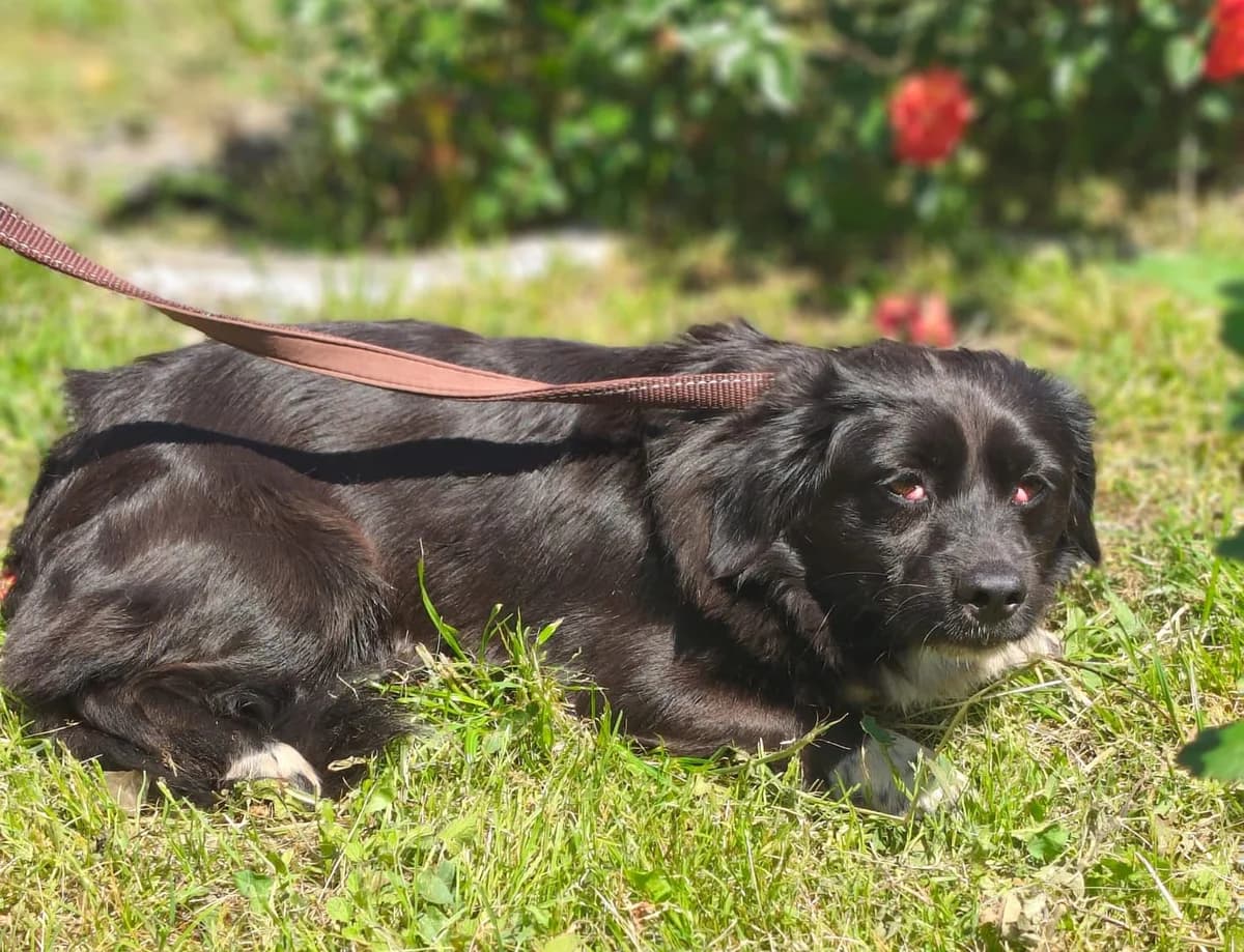 Tucker, Negru male young Mixed Breed for adoption at ASPA București — Catalog Câini