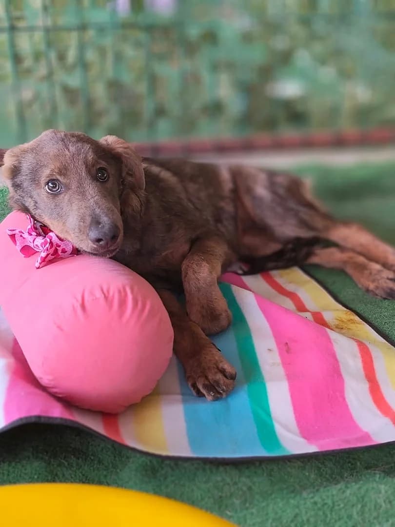 Mia, Maro female puppy Mixed Breed for adoption at ASPA București — Catalog Câini