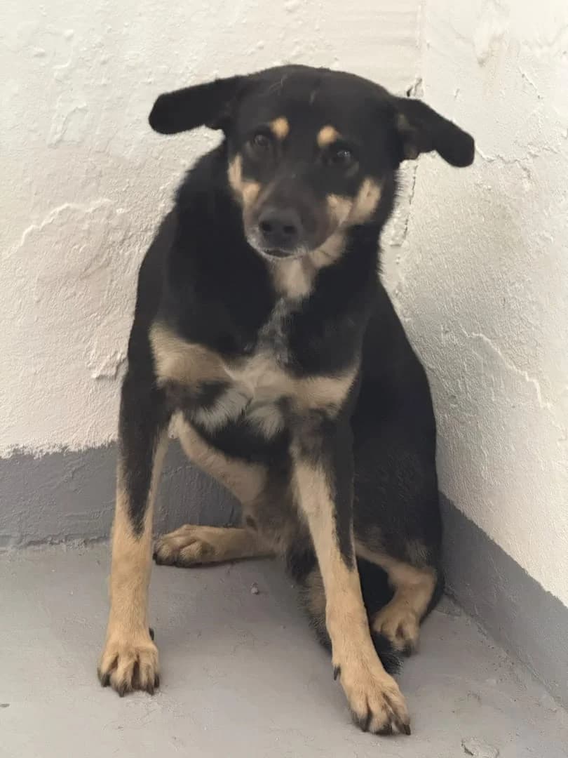 Penny, Negru male 3yo Mixed Breed for adoption at ASPA București — Catalog Câini
