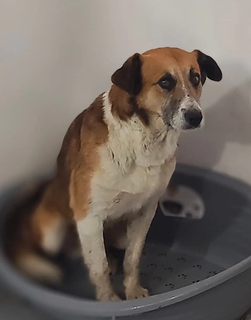 Rebel, Roșcat male senior Mixed Breed for adoption at ASPA București — Catalog Câini