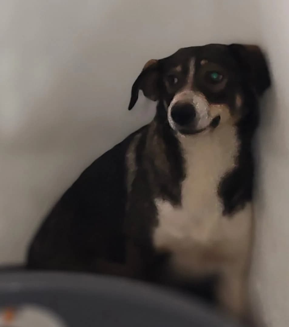 Karma, Gri female 3yo Mixed Breed for adoption at ASPA București — Catalog Câini