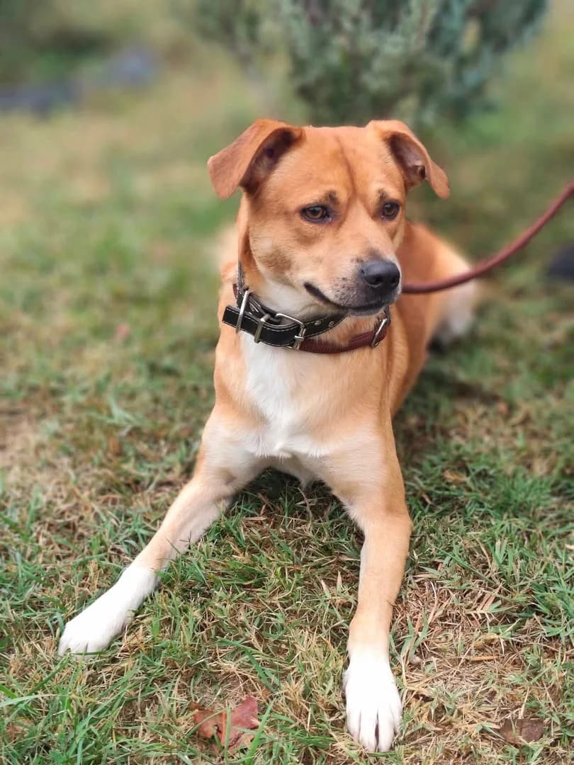 Ranger, Roșcat male 4yo Mixed Breed for adoption at ASPA București — Catalog Câini