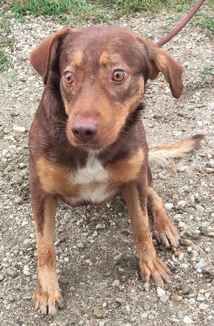 Felix, brun male 4yo Mixed Breed for adoption at ASPA București — Catalog Câini