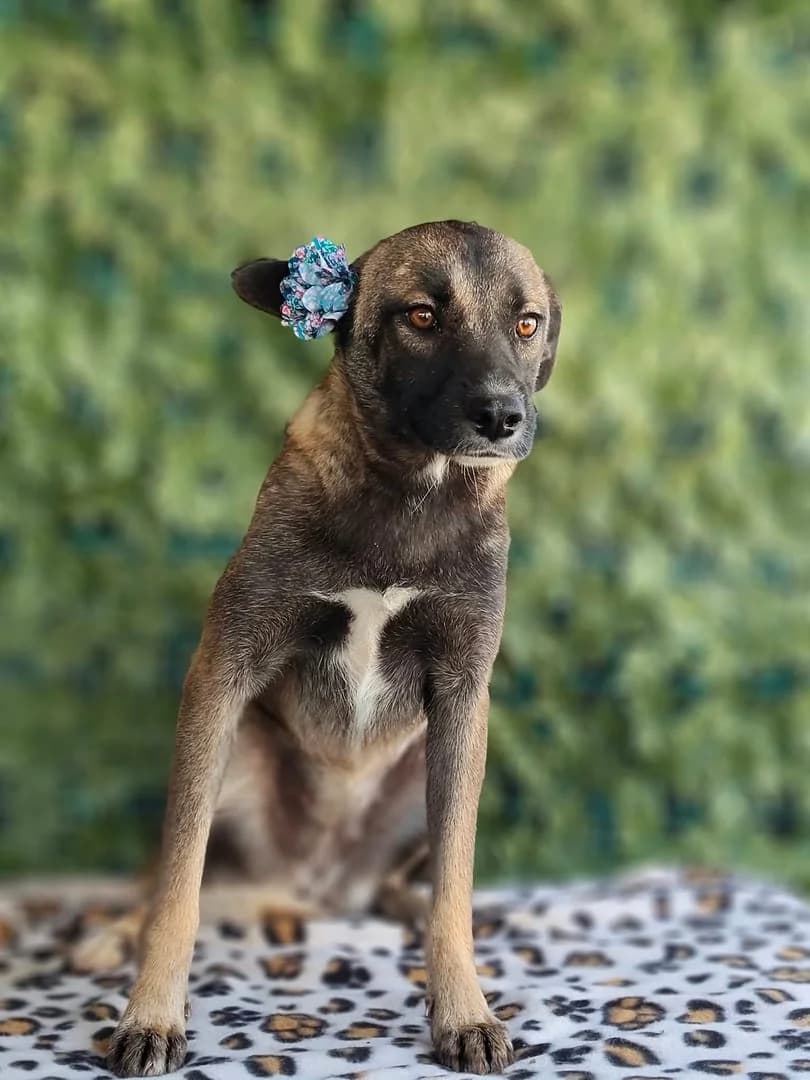 Luna, Maro female puppy Mixed Breed for adoption at ASPA București — Catalog Câini