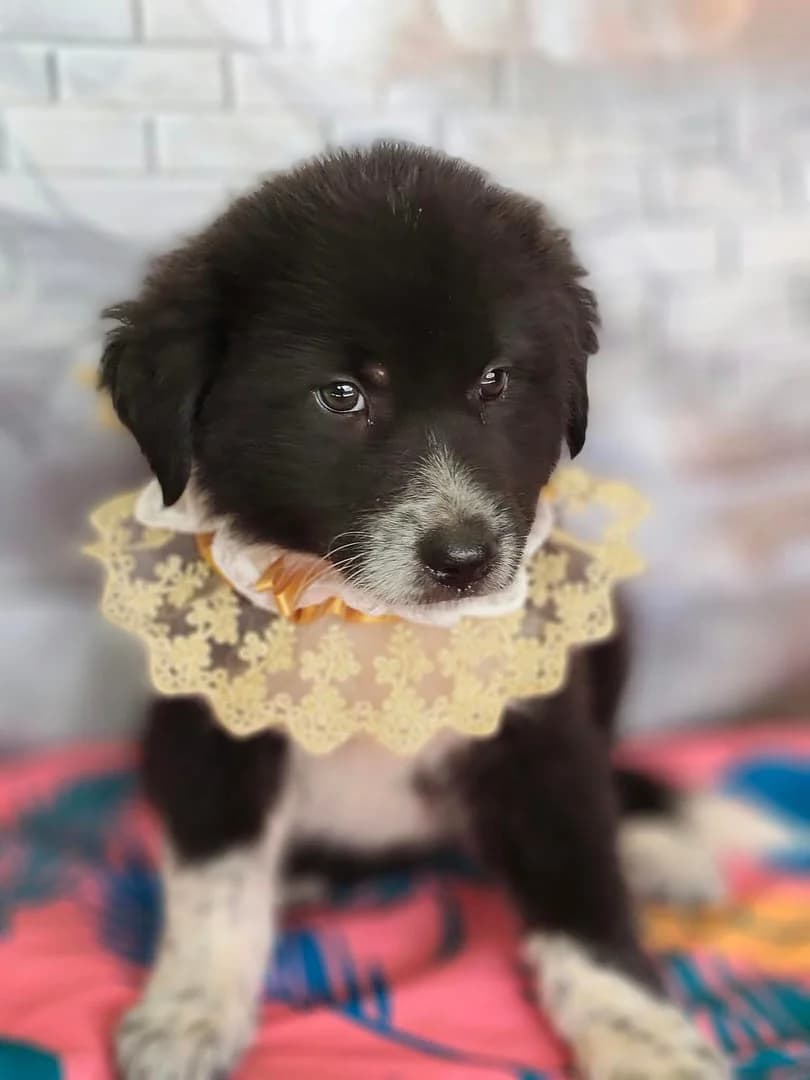 Bella, Negru female puppy Mixed Breed for adoption at ASPA București — Catalog Câini