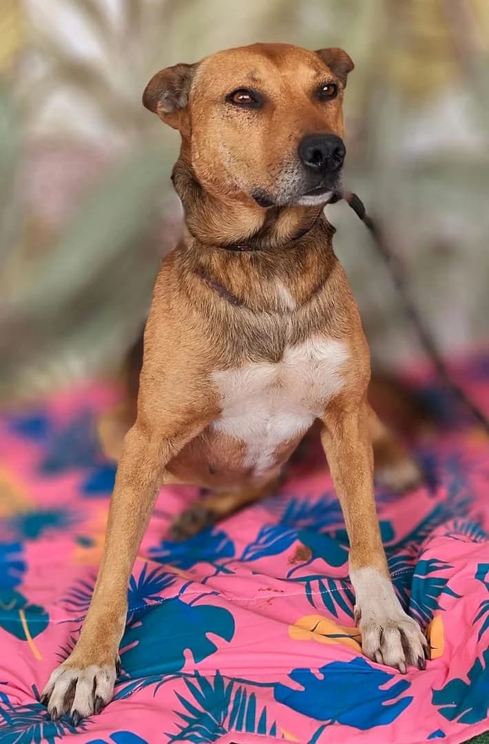 Diesel, Maro male senior Mixed Breed for adoption at ASPA București — Catalog Câini