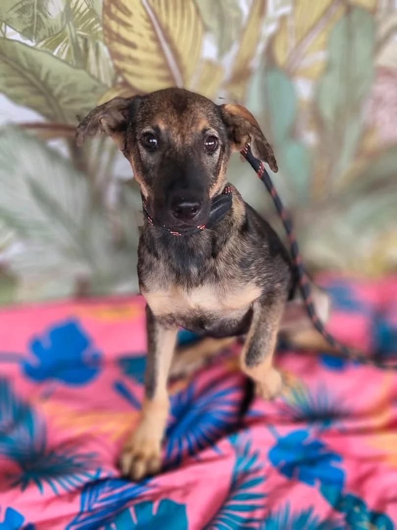 Oscar, Negru male puppy Mixed Breed for adoption at ASPA București — Catalog Câini