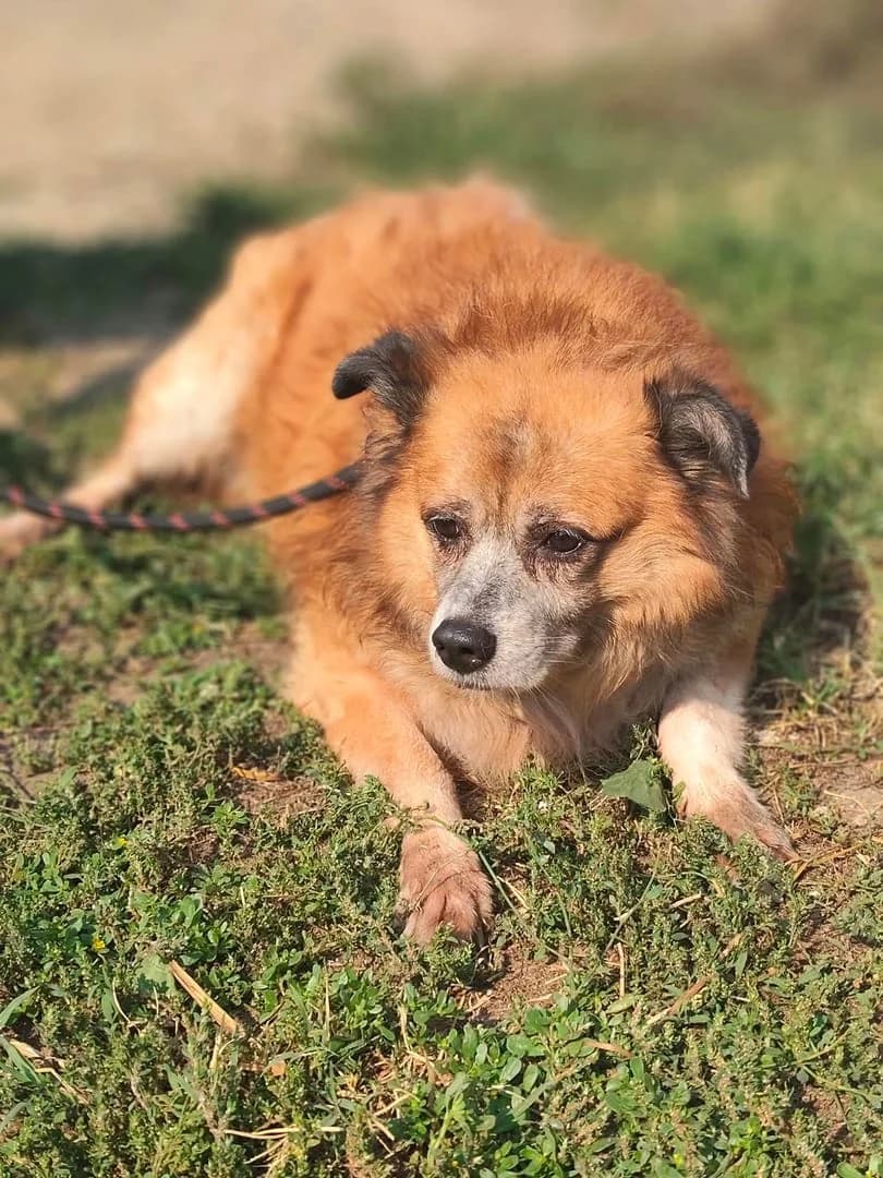 Bailey, Roșcat male senior Mixed Breed for adoption at ASPA București — Catalog Câini