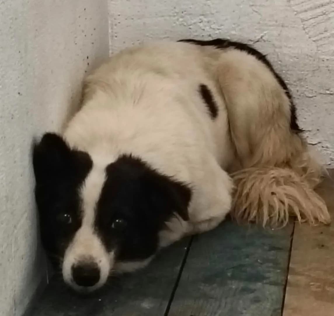 Maya, Alb female young Mixed Breed for adoption at ASPA București — Catalog Câini