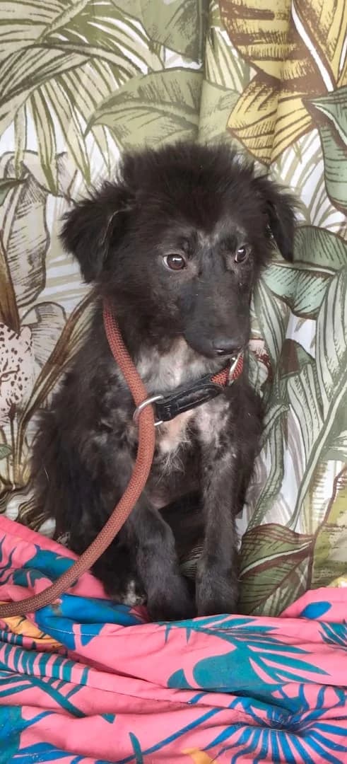 Bandit, Negru male puppy Mixed Breed for adoption at ASPA București — Catalog Câini