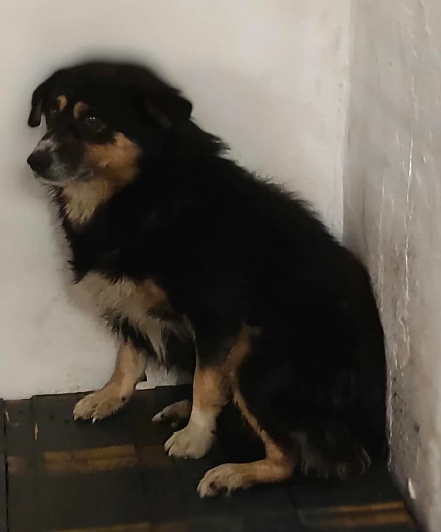 Titan, Negru male senior Mixed Breed for adoption at ASPA București — Catalog Câini