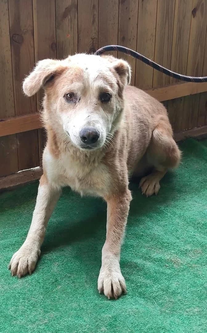 Bandit, Roșcat male 6yo Mixed Breed for adoption at ASPA București — Catalog Câini
