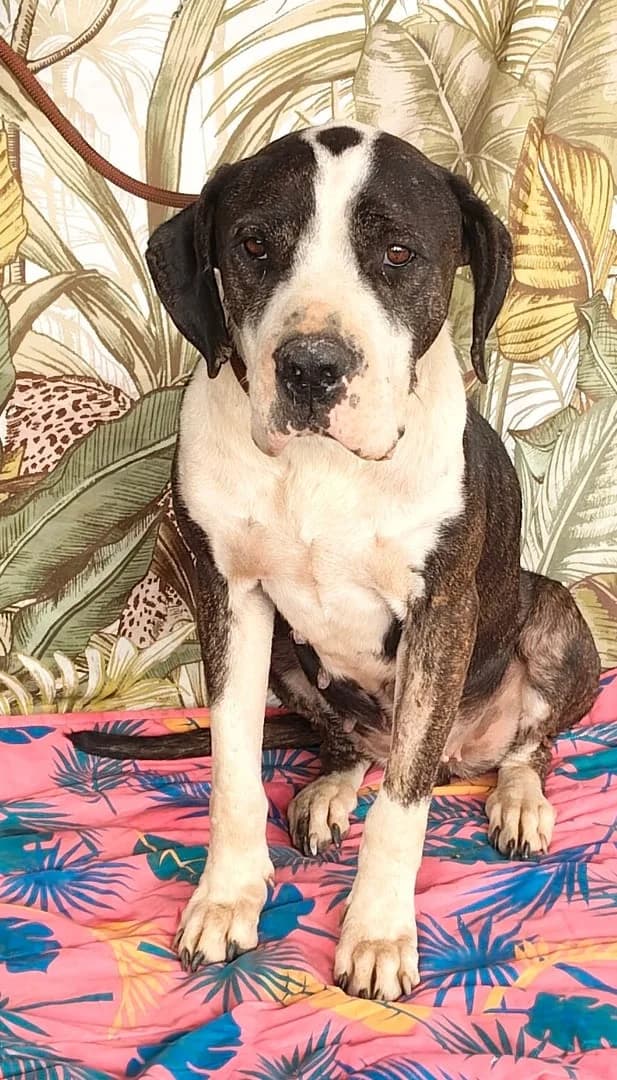 Atlas, Negru female puppy Mixed Breed for adoption at ASPA București — Catalog Câini