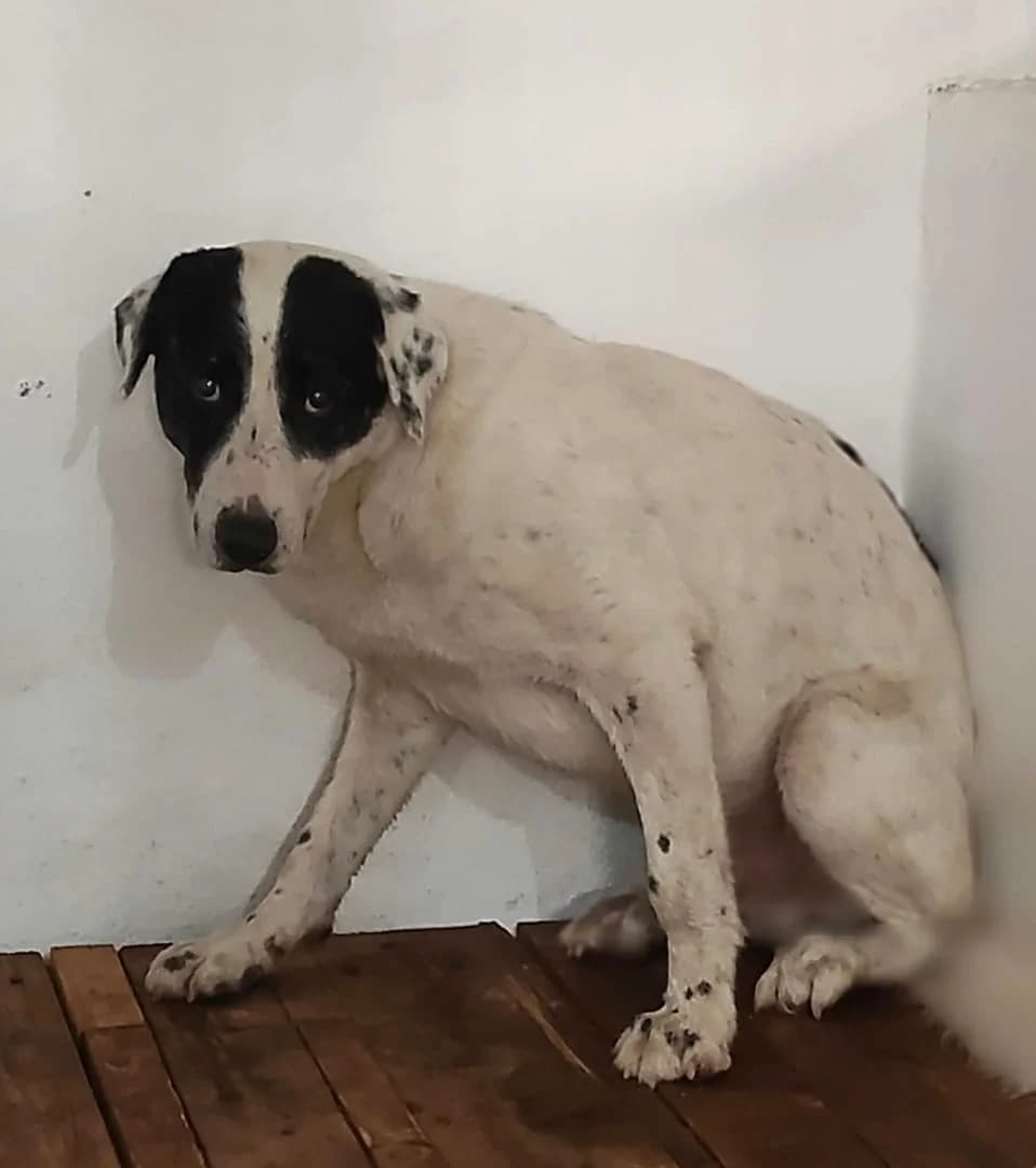 Luke, Alb male 4yo Mixed Breed for adoption at ASPA București — Catalog Câini