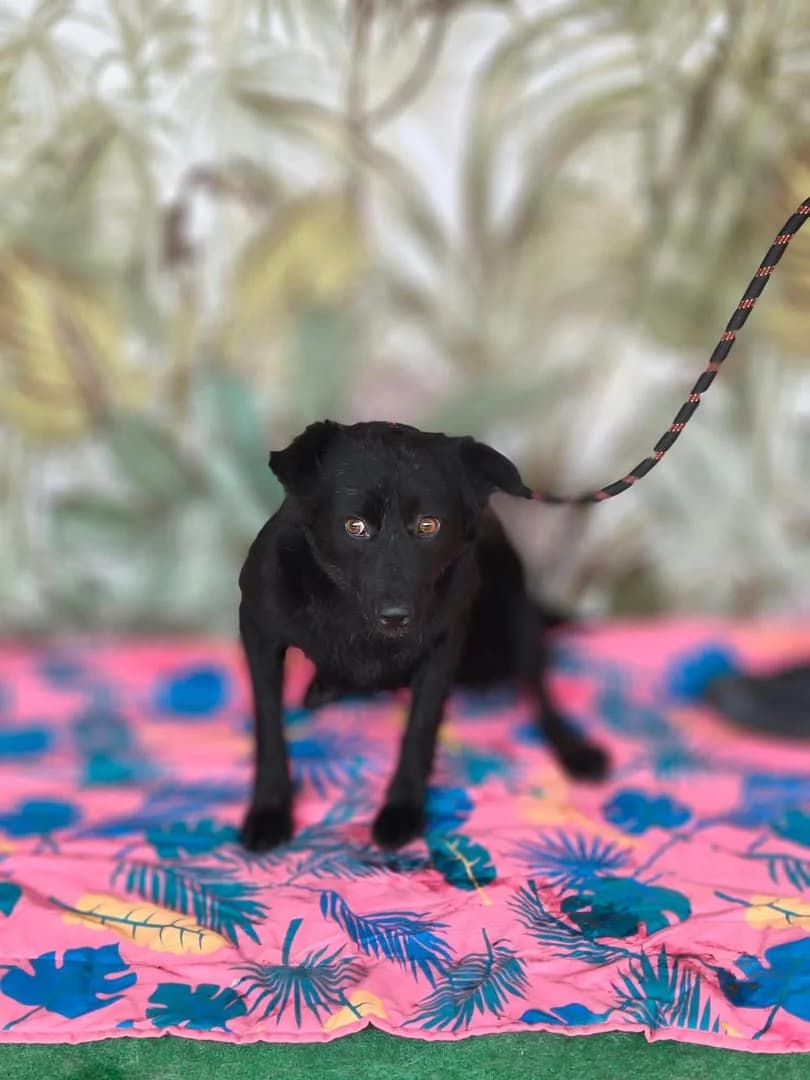 Xara, NEAGRA female young Mixed Breed for adoption at ASPA București — Catalog Câini