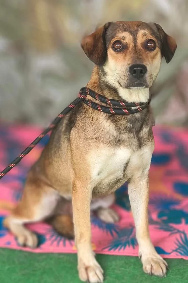 Molly, MARI INSPICAT female 4yo Mixed Breed for adoption at ASPA București — Catalog Câini