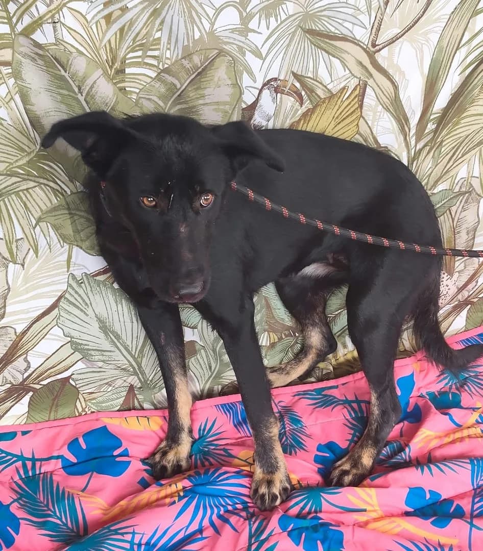 Xara, Negru female young Mixed Breed for adoption at ASPA București — Catalog Câini