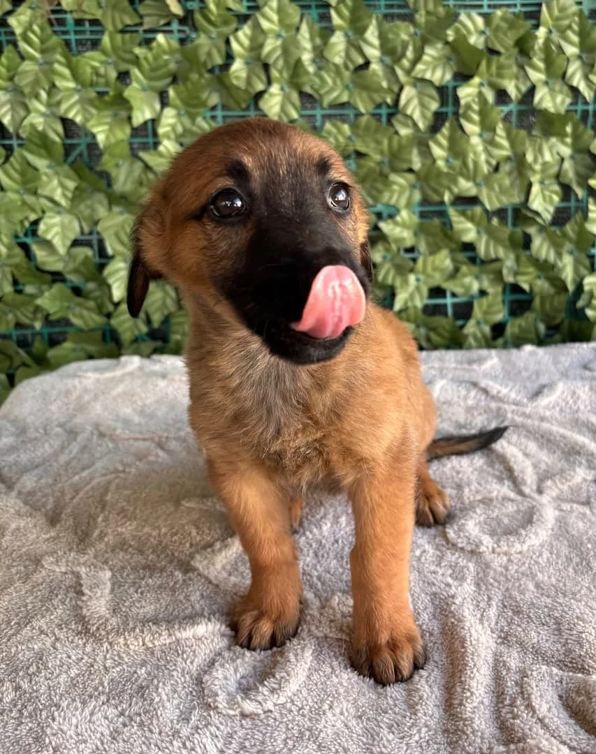Sophie, Maro female puppy Mixed Breed for adoption at ASPA București — Catalog Câini