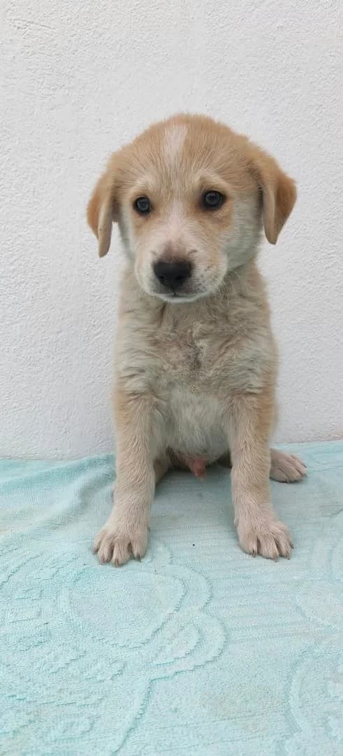 Abby, Bej male puppy Mixed Breed for adoption at ASPA București — Catalog Câini