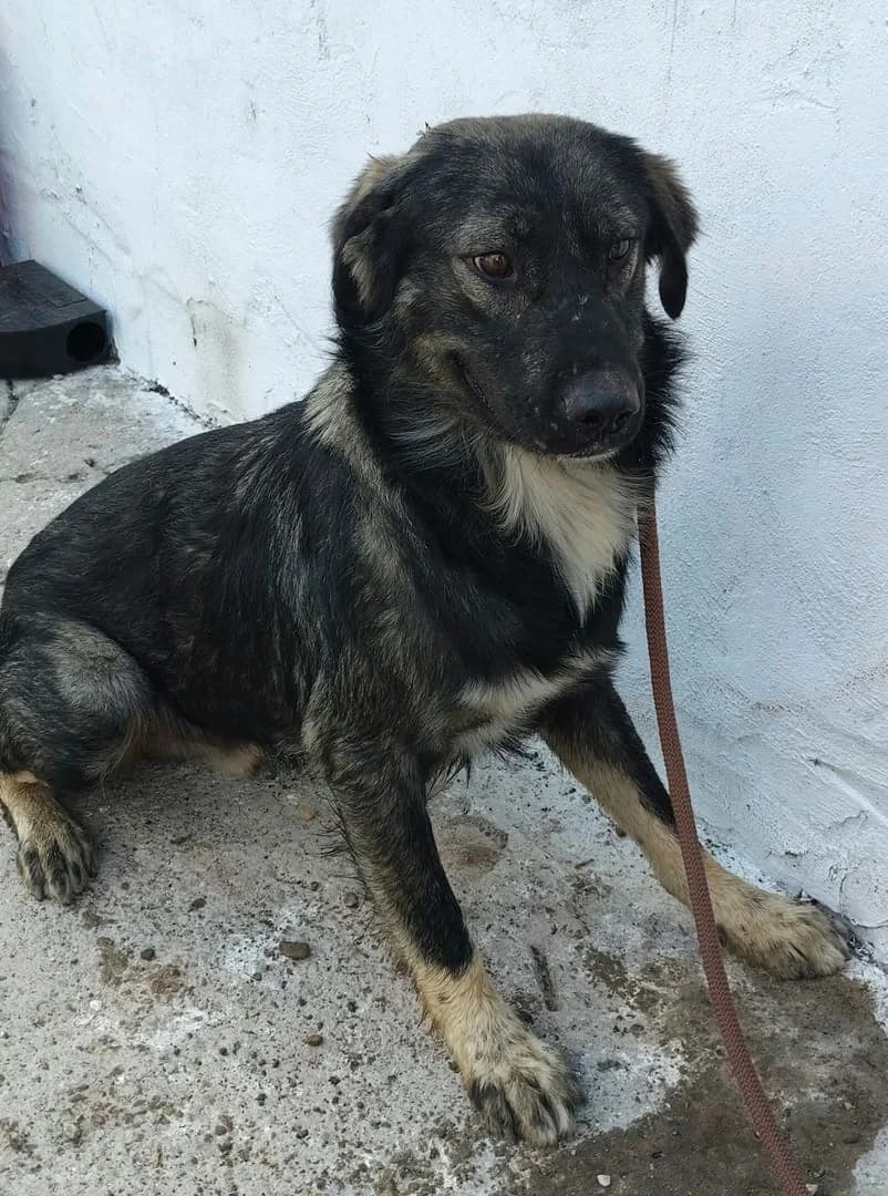Cooper, Gri male young Mixed Breed for adoption at ASPA București — Catalog Câini