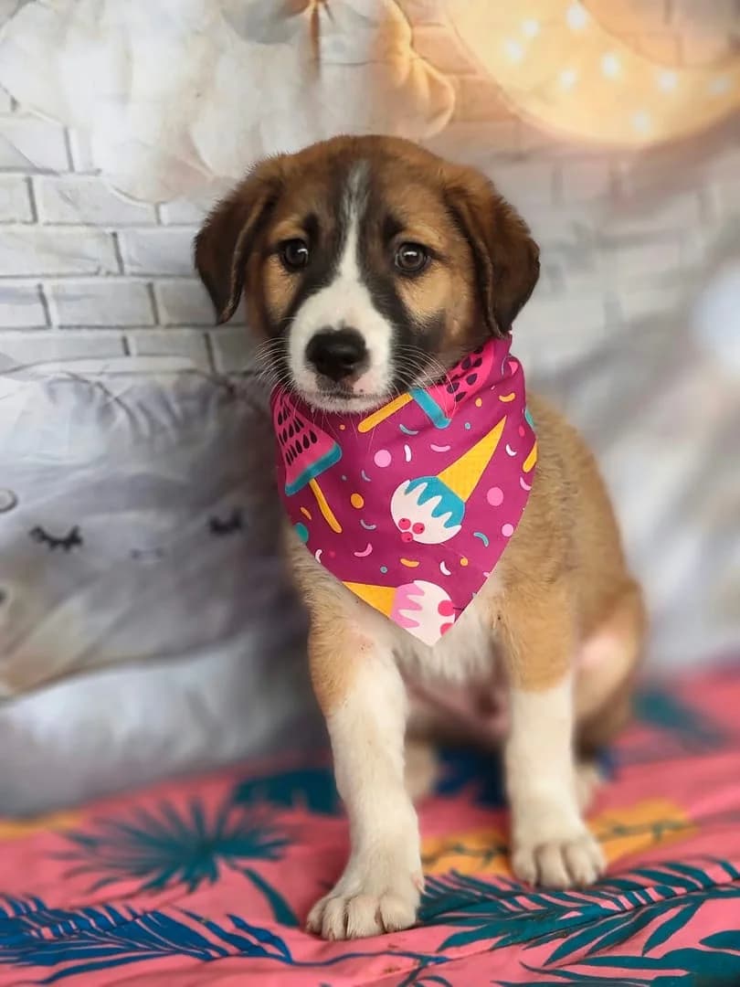 REX, Maro male puppy Mixed Breed for adoption at ASPA București — Catalog Câini