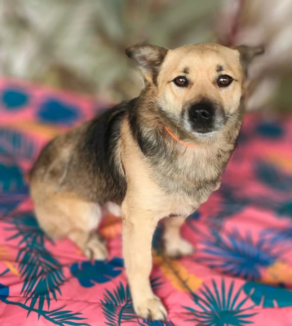 Piper, Maro male 6yo Mixed Breed for adoption at ASPA București — Catalog Câini