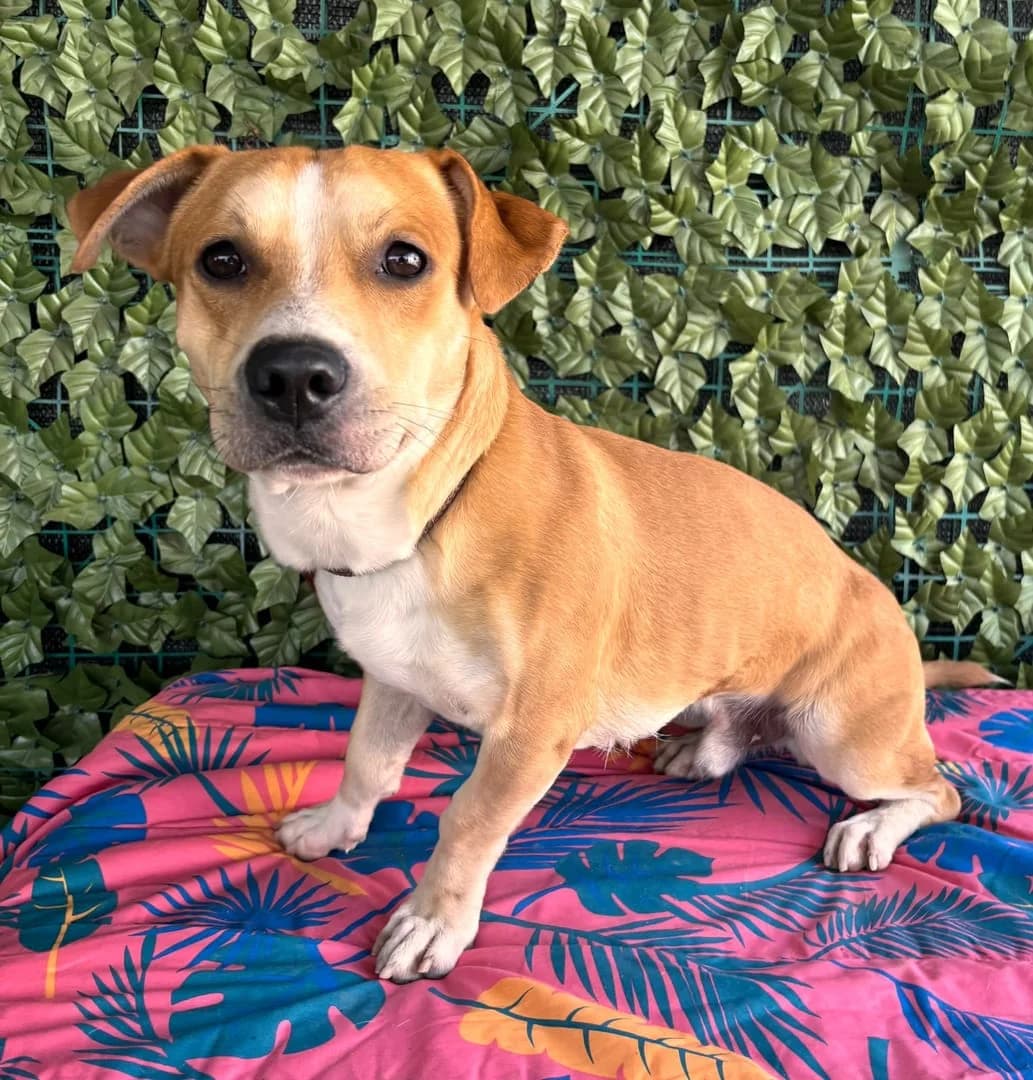 Harley, Maro male young Mixed Breed for adoption at ASPA București — Catalog Câini