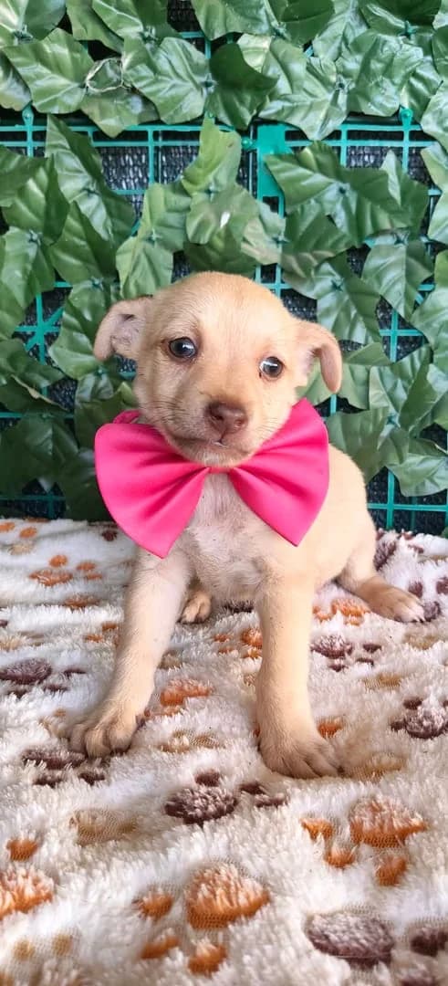 Lilly, Bej female puppy Mixed Breed for adoption at ASPA București — Catalog Câini