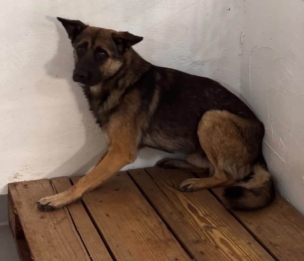 Câine, Maro male 4yo Mixed Breed for adoption at ASPA București — Catalog Câini