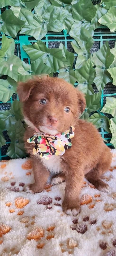 Vera, Alb female puppy Mixed Breed for adoption at ASPA București — Catalog Câini