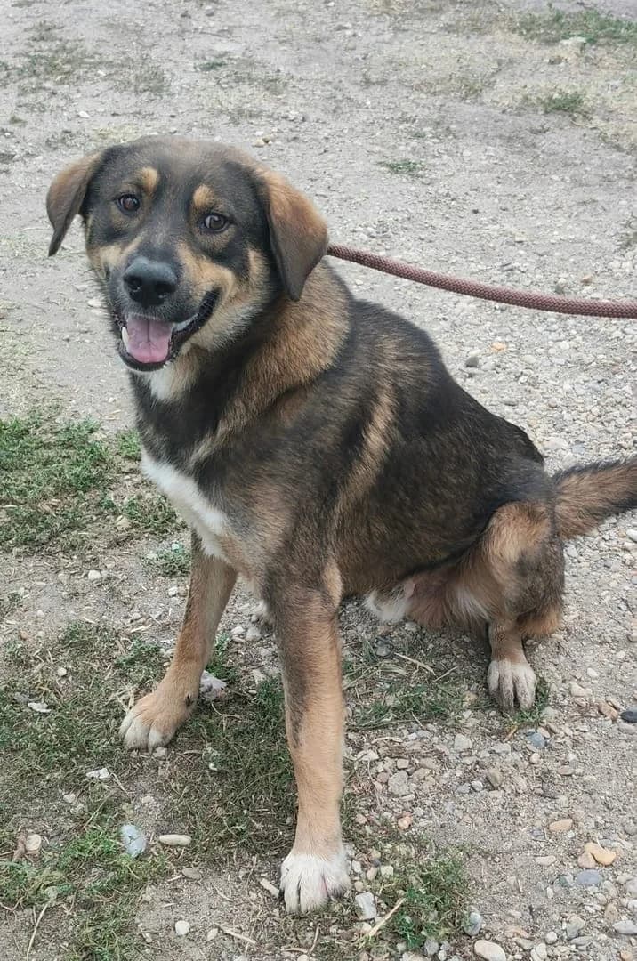 Archie, Tigrat male young Mixed Breed for adoption at ASPA București — Catalog Câini