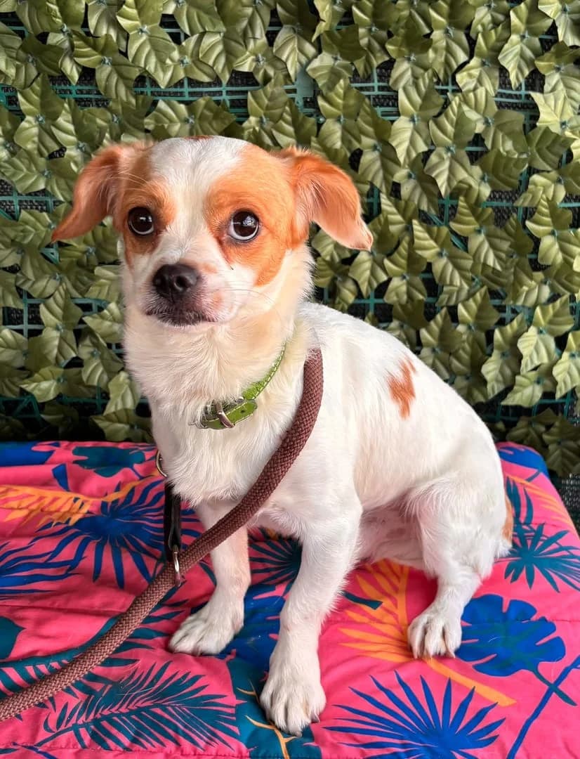 Zeus, Alb male 4yo Mixed Breed for adoption at ASPA București — Catalog Câini