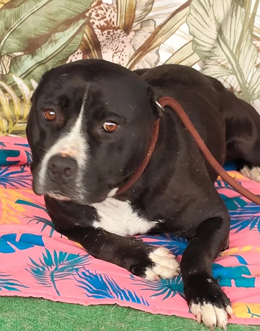 Daisy, Negru female 4yo Mixed Breed for adoption at ASPA București — Catalog Câini