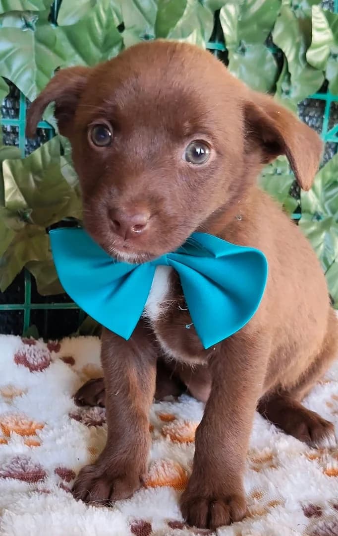 Nova, BEUN female puppy Mixed Breed for adoption at ASPA București — Catalog Câini