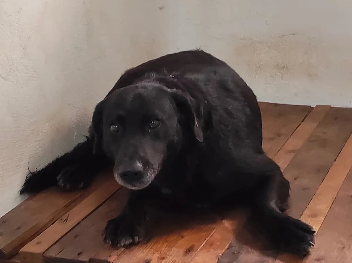 Ruby, Negru male 4yo Mixed Breed for adoption at ASPA București — Catalog Câini