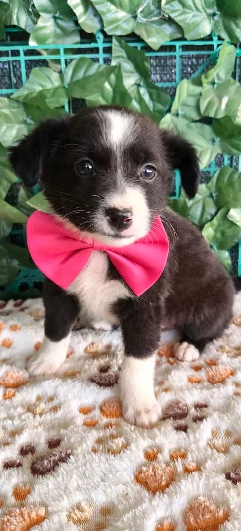 Aurora, Negru female puppy Mixed Breed for adoption at ASPA București — Catalog Câini