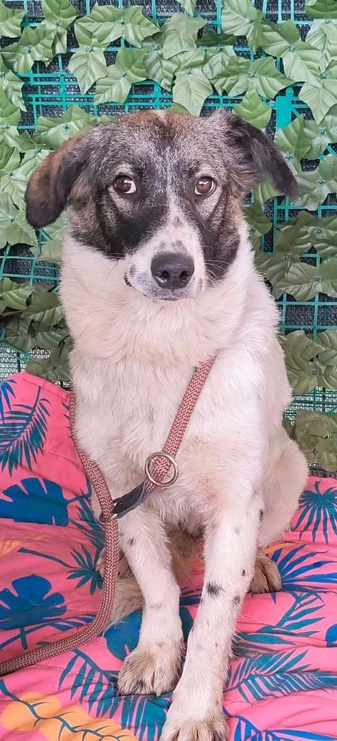 Rosie, Alb female young Mixed Breed for adoption at ASPA București — Catalog Câini