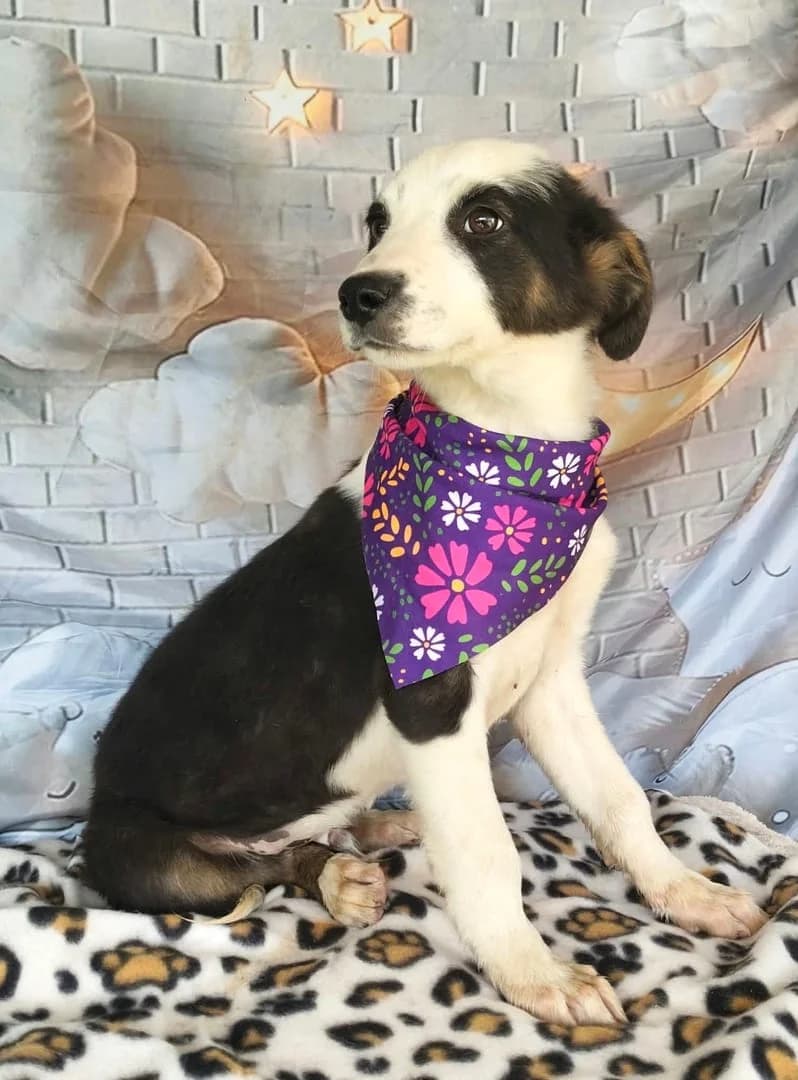 Felix, Negru male puppy Mixed Breed for adoption at ASPA București — Catalog Câini