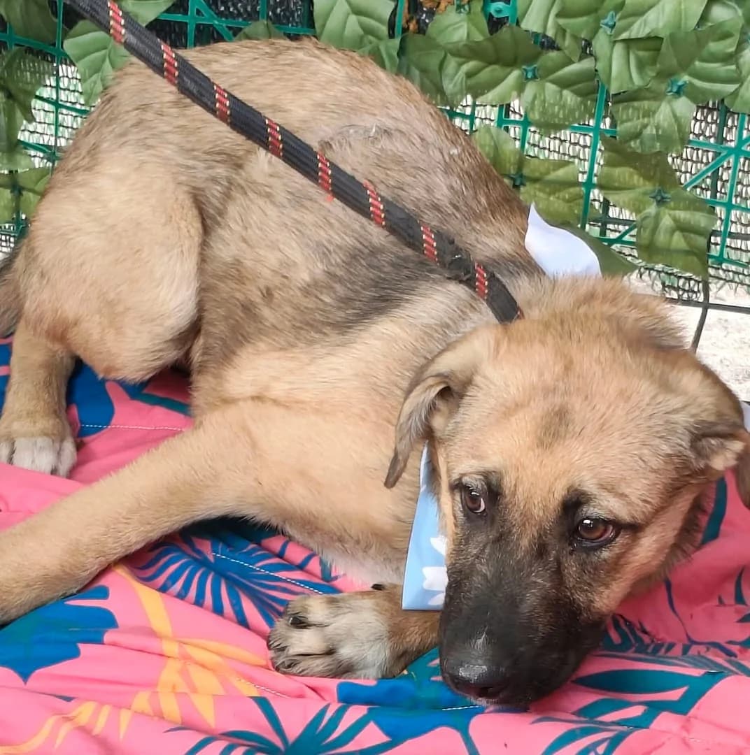 Gus, Maro male puppy Mixed Breed for adoption at ASPA București — Catalog Câini