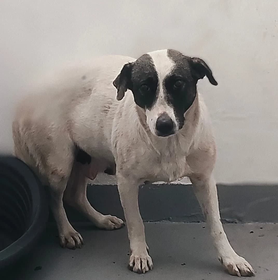Ellie, Alb female 3yo Mixed Breed for adoption at ASPA București — Catalog Câini