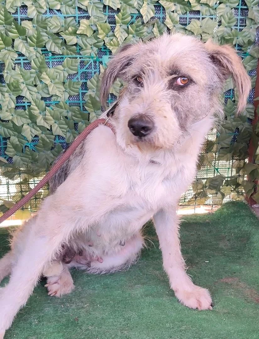 Sophie, Gri female senior Mixed Breed for adoption at ASPA București — Catalog Câini