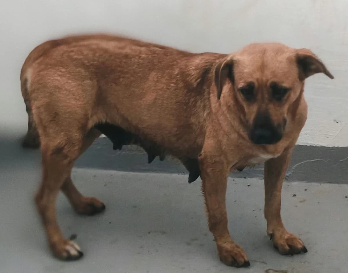 Bella, Roșcat female 3yo Mixed Breed for adoption at ASPA București — Catalog Câini