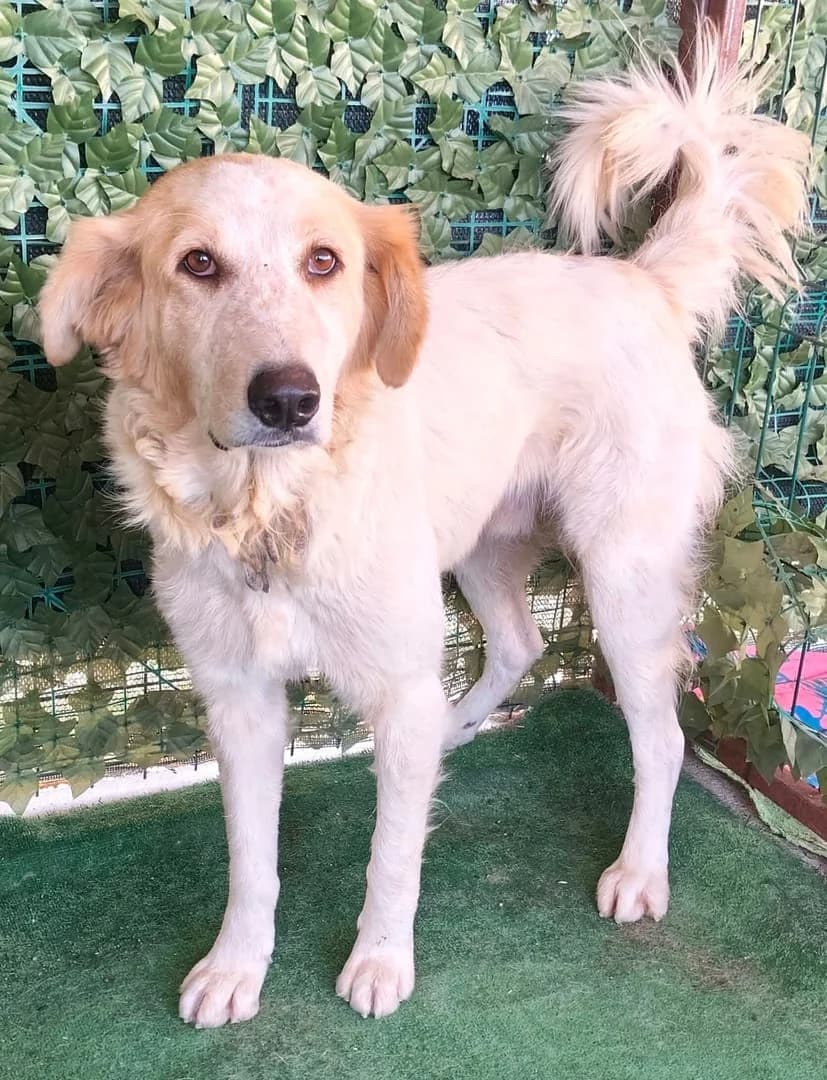 Charlie, Alb male 3yo Mixed Breed for adoption at ASPA București — Catalog Câini