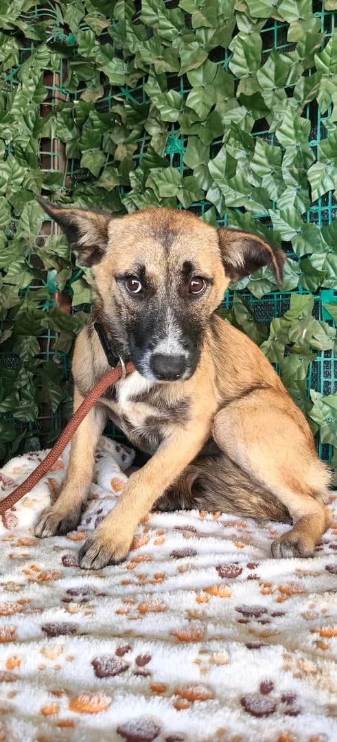 Aurora, Maro female young Mixed Breed for adoption at ASPA București — Catalog Câini